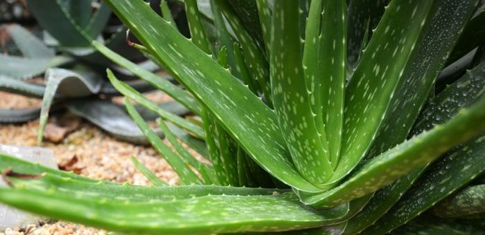 Dove trovare foglie di aloe vera