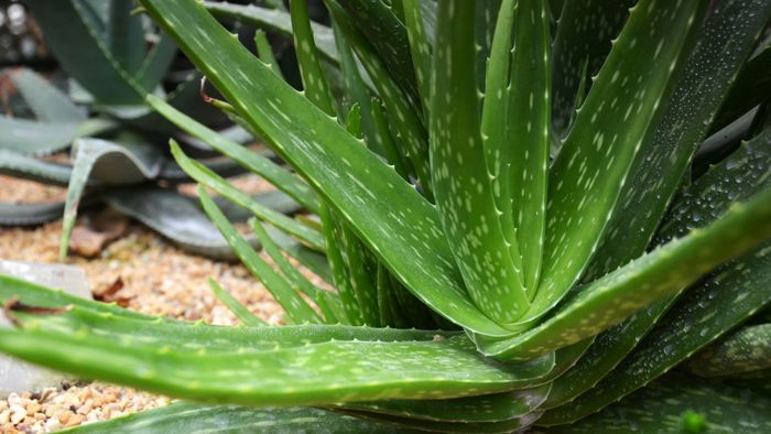 Dove trovare foglie di aloe vera